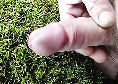 Dong Friction Moos in the forest