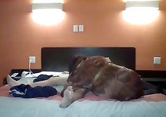 Bruce Willins and a bashful transgender damsel ass fucking bang-out