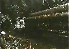 Tall Timber (Vintage)