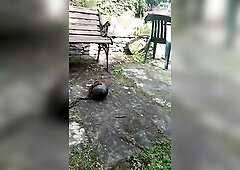 a walk in the garden with chain and latex